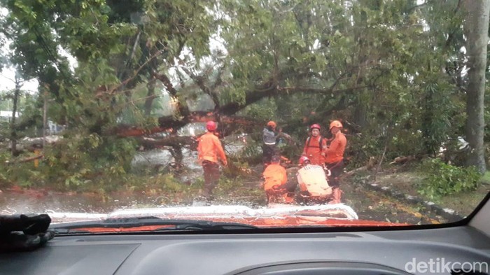 Pohon tumbang di sejumlah titik di Bogor (Muchamad Sholihin/detikcom)