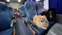 Anjing-anjing itu tidak dimasukkan ke dalam kandang, melainkan duduk santai di kursi bus.  