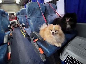 Lucu Banget, Ketika Rombongan Anjing Asyik Naik Bus Bareng di Brasil