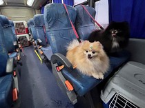 Lucu Banget, Ketika Rombongan Anjing Asyik Naik Bus Bareng di Brasil
