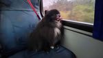 Lucu Banget, Ketika Rombongan Anjing Asyik Naik Bus Bareng di Brasil