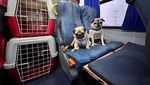Lucu Banget, Ketika Rombongan Anjing Asyik Naik Bus Bareng di Brasil