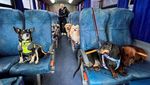 Lucu Banget, Ketika Rombongan Anjing Asyik Naik Bus Bareng di Brasil