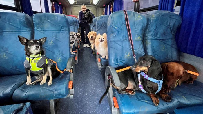 Potret Lucu Anjing Naik Bus Bareng di Brasil Sejumlah anjing diangkut menggunakan bus ke tempat penitipan di Brasil. Anjing-anjing itu sangat menikmati perjalanannya dengan duduk santai di kursi bus.