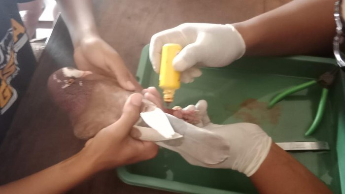Pelepasan cincin pada burung merpati balap di Damkar Klaten, Jumat (3/11/2023).