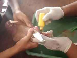 Cincin di Burung Tak Bisa Lepas hingga Bengkak, 2 Pria Klaten Sambat ke Damkar