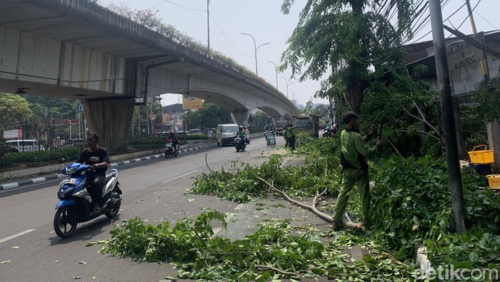 Seorang pemotor tewas tertimpa dahan pohon saat melintas di Kemayoran. Sudin Kehutanan Jakpus menebang sejumlah pohon di lokasi tersebut. (Mulia Budi/detikcom)