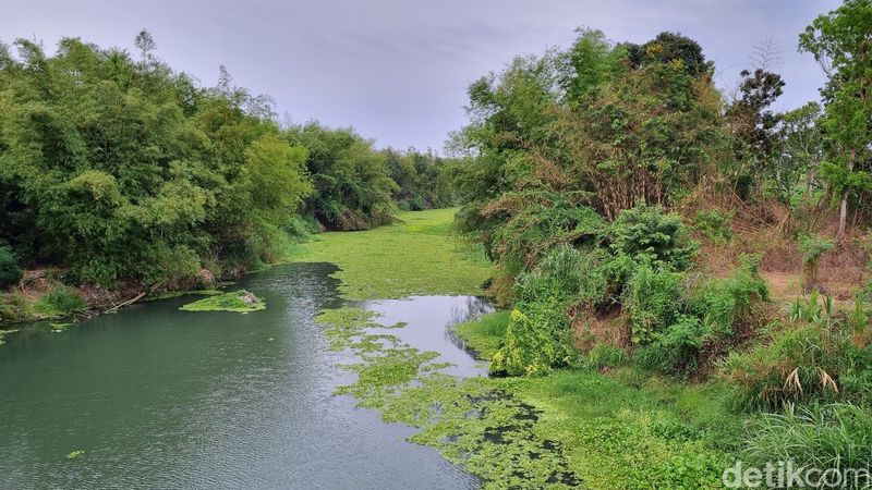Penampakan aliran Sungai Opak di Imogiri, Bantul yang berubah menjadi hijau akibat eceng gondok, Jumat (3/11/2023).