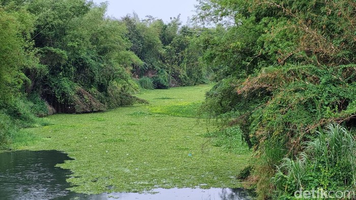 Penampakan aliran Sungai Opak di Imogiri, Bantul yang berubah menjadi hijau akibat eceng gondok, Jumat (3/11/2023).