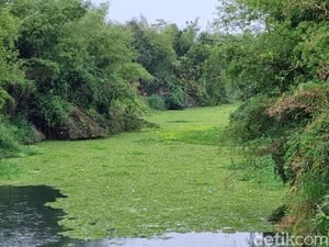 Viral Sungai Opak di Imogiri Bantul Berubah Hijau, Ini Faktanya