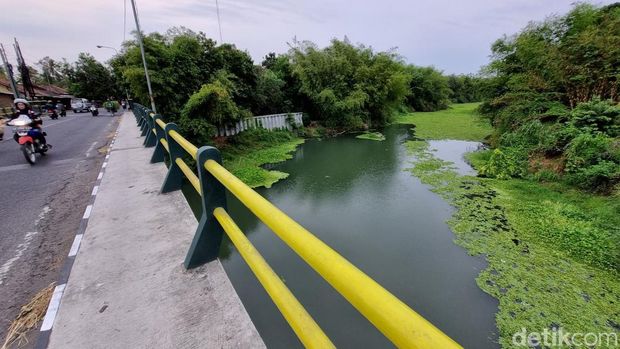 Penampakan aliran Sungai Opak di Imogiri, Bantul yang berubah menjadi hijau akibat eceng gondok, Jumat (3/11/2023).