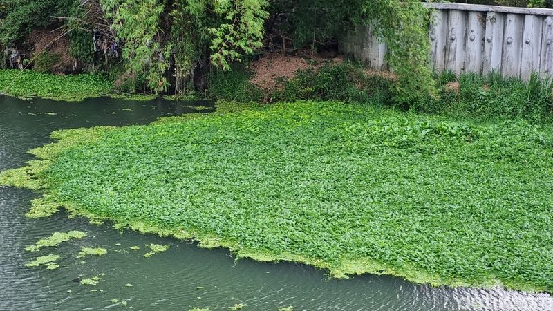 Penampakan aliran Sungai Opak di Imogiri, Bantul yang berubah menjadi hijau akibat eceng gondok, Jumat (3/11/2023).