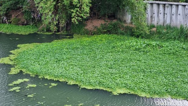Penampakan aliran Sungai Opak di Imogiri, Bantul yang berubah menjadi hijau akibat eceng gondok, Jumat (3/11/2023).