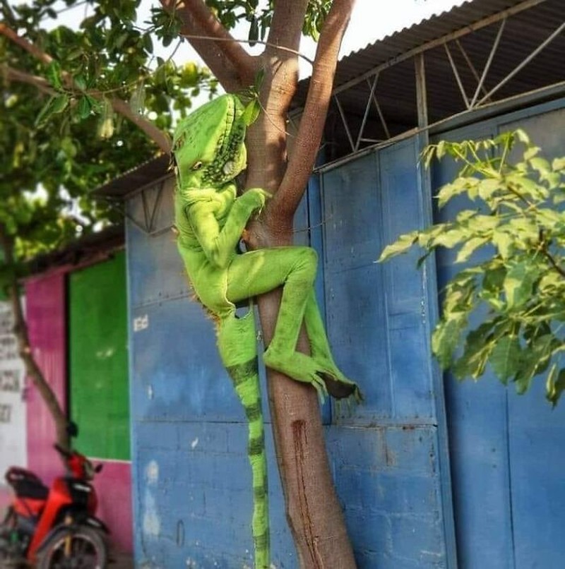 Deretan gambar ini cukup aneh, tapi ternyata lucu juga lho. Menurut kalian mana yang paling lucu nih?