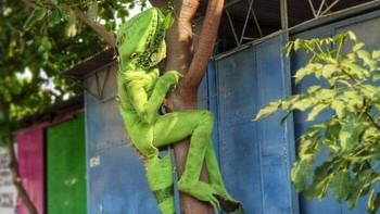 Cosplay-nya niat banget sih. Sampai memanjat pohon gitu. Foto: (Bored Panda).