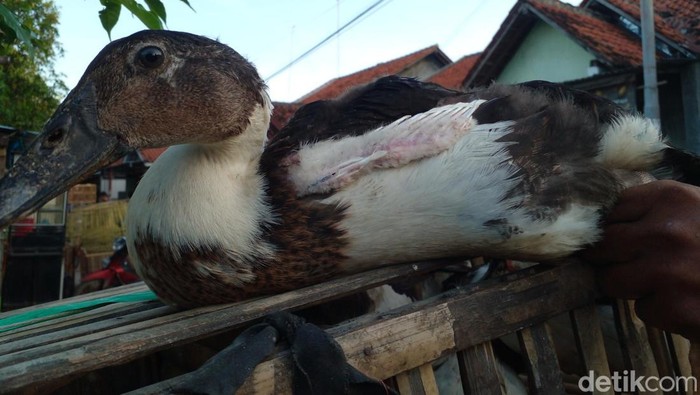 Blengong unggas blasteran itik-entok di Pantura Brebes. Foto diunggah Sabtu (4/11/2023).