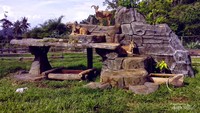 Foto satwa kambing gunung di Taman Satwa Lembah Hijau Lampung.