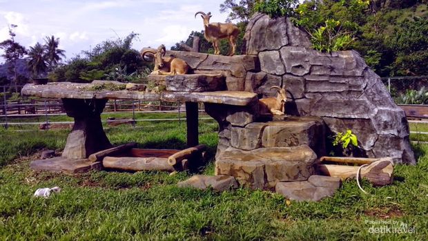 Photo satwa kambing gunung di Taman Satwa Lembah Hijau Lampung