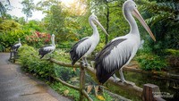 Foto satwa burung pelikan di Taman Satwa Lembah Hijau Lampung.