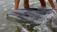 Mamalia laut dengan panjang 2,3 meter itu diduga terpisah dari kelompok dan mengalami disorientasi ke perairan dangkal.