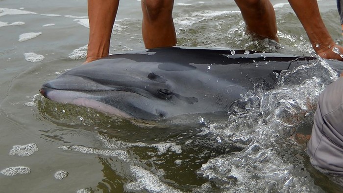 Petugas Balai Pengelolaan Sumberdaya Pesisir dan Laut (BPSPL) Padang mengevakuasi seekor lumba-lumba fraser (Lagenodelphis hosei) yang terdampar di Pantai Pasir Jambak, Padang, Sumatera Barat, Sabtu (4/11/2023). Mamalia laut dengan panjang 2,3 meter itu diduga terpisah dari kelompok dan mengalami disorientasi ke perairan dangkal, sehingga petugas bersama warga berupaya menyelamtkan dengan mengarahkan kembali ke tengah laut. ANTARA FOTO/Iggoy el Fitra/rwa.