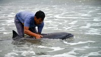 Gotong-royong warga dan petugas mengarahkan dan menyelamatkan kembali ke laut.