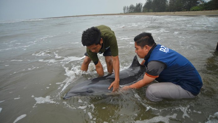 Evakuasi lumba-lumba di Padang Petugas Balai Pengelolaan Sumberdaya Pesisir dan Laut (BPSPL) Padang mengevakuasi seekor lumba-lumba fraser (Lagenodelphis hosei) yang terdampar di Pantai Pasir Jambak, Padang, Sumatera Barat, Sabtu (4/11/2023). Mamalia laut dengan panjang 2,3 meter itu diduga terpisah dari kelompok dan mengalami disorientasi ke perairan dangkal, sehingga petugas bersama warga berupaya menyelamtkan dengan mengarahkan kembali ke tengah laut. ANTARA FOTO/Iggoy el Fitra/rwa.
