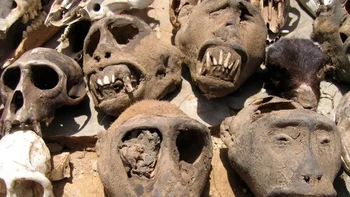 Pasar Fetish Akodessewa di Lomé, Togo, adalah pasar Voodoo terbesar di dunia. Ada semua perlengkapan yang dibutuhkan untuk berbagai jimat dan ritual, mulai dari tengkorak manusia dan bangkai monyet hingga kulit armadillo dan paruh burung beo. Meskipun banyak yang menganggapnya sebagai kekerasan, sebenarnya Voodoo percaya bahwa setiap makhluk adalah ilahi, hidup atau mati, dan bahwa ada dunia yang terlihat dan tidak terlihat, dan keduanya saling terhubung. Foto: Insider