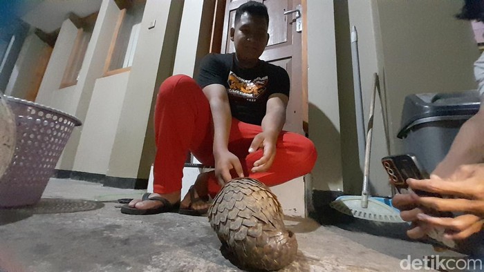 Keamanan sekolah amankan trenggiling di Sumedang.
