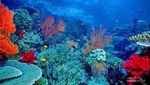Keindahan Bawah Laut Raja Ampat yang Tak Terkira