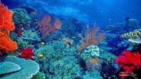 Bawah Laut Raja Ampat