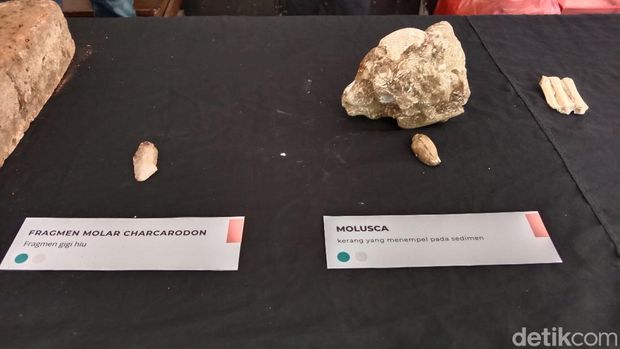 Potret fosil hewan purba dan mamalia laut hingga moluska yang ditemukan di Kabupaten Indramayu