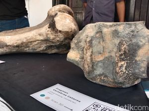 Melihat Indramayu di Masa Lalu dari Potongan Fosil Purbakala