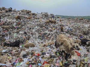 Ngeri! Bahan Kimia pada Plastik Terbukti Merusak Sel Kelamin Hewan Ini