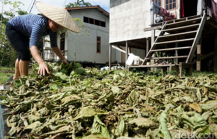 Petani memetik daun purik atau KRATOM yang menjadi komoditi unggulan Kapuas Hulu. Petani Kratom yang juga nasabah KUR Bank BRI di Bika, Kapuas Hulu ini bisa meraup omzet Rp 48 juta perbulan setiap kali panen. Ditanah seluas 4 hektar (+/- 4000 batang pohon), petani ini bisa panen kratom hingga 1,6 Ton (sudah dalam bentuk bubuk/halus).