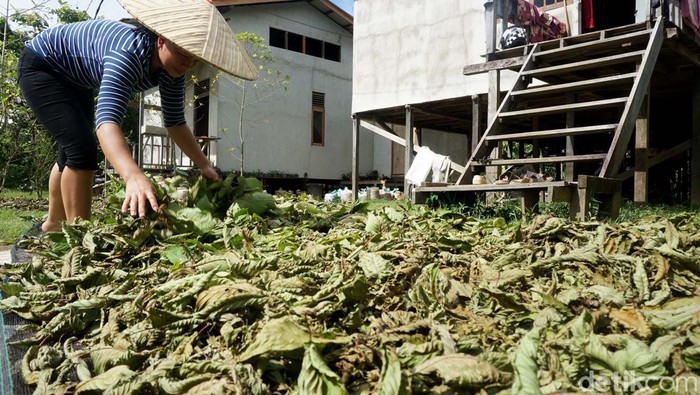 Petani memetik daun purik atau KRATOM yang menjadi komoditi unggulan Kapuas Hulu. Petani Kratom yang juga nasabah KUR Bank BRI di Bika, Kapuas Hulu ini bisa meraup omzet Rp 48 juta perbulan setiap kali panen. Ditanah seluas 4 hektar (+/- 4000 batang pohon), petani ini bisa panen kratom hingga 1,6 Ton (sudah dalam bentuk bubuk/halus).