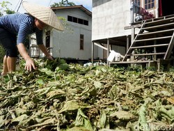 Alasan Daun Kratom Dianggap Seperti Narkoba