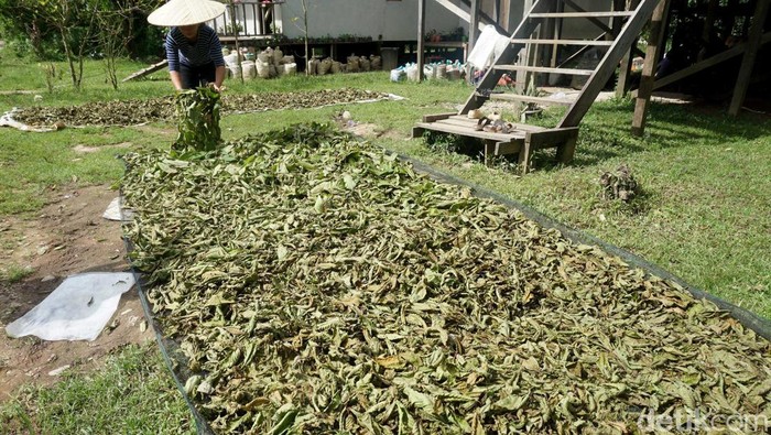 Petani memetik daun purik atau KRATOM yang menjadi komoditi unggulan Kapuas Hulu. Petani Kratom yang juga nasabah KUR Bank BRI di Bika, Kapuas Hulu ini bisa meraup omzet Rp 48 juta perbulan setiap kali panen. Ditanah seluas 4 hektar (+/- 4000 batang pohon), petani ini bisa panen kratom hingga 1,6 Ton (sudah dalam bentuk bubuk/halus).