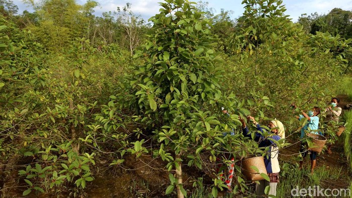 Presiden Jokowi Instruksikan Legalisasi Kratom untuk Perdagangan