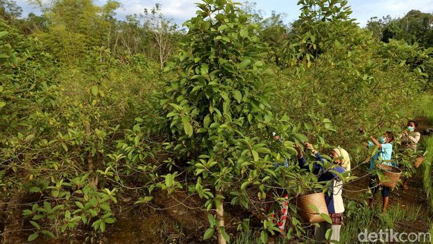 Petani memetik daun purik atau KRATOM yang menjadi komoditi unggulan Kapuas Hulu. Petani Kratom yang juga nasabah KUR Bank BRI di Bika, Kapuas Hulu ini bisa meraup omzet Rp 48 juta perbulan setiap kali panen. Ditanah seluas 4 hektar (+/- 4000 batang pohon), petani ini bisa panen kratom hingga 1,6 Ton (sudah dalam bentuk bubuk/halus).