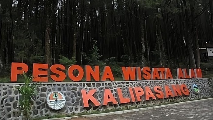 Hutan Pinus Kalipasang, Semarang.