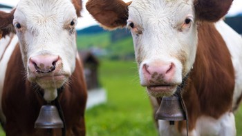 Sapi Super. Pada Februari 2023, sekelompok ilmuwan di Northwest University of Agricultural and Forestry Science and Technology di Shaanxi, China, berhasil mengkloning tiga anak sapi super. Disebut super, karena setelah dewasa, sapi ini diklaim mampu menghasilkan susu 50% lebih banyak daripada rata-rata sapi AS. Foto: (Getty Images/JannHuizenga)