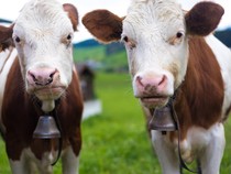 Di Inggris, Sapi Dianggap Lebih Berbahaya Daripada Anjing