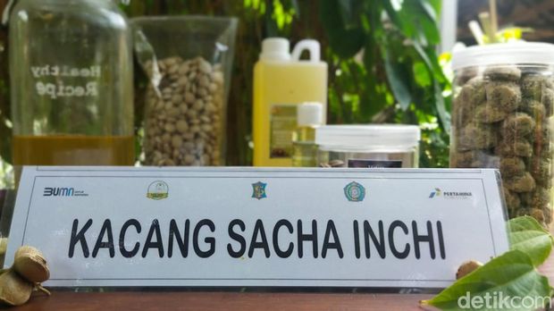 Kacang Sacha Inchi Satu Padu Jambangan