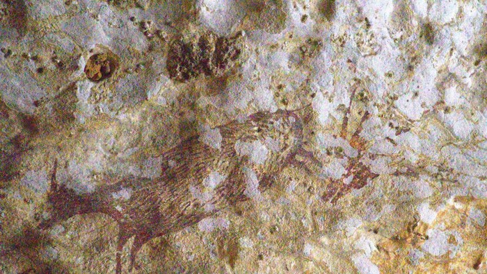 Lukisan purba berusia lebih dari 44.000 tahun yang menempel di goa situs Geopark Bulu Sipong sebagai cagar budaya yang dilindungi di kawasan konservasi PT Semen Tonasa, Pangkep, Sulawesi Selatan.