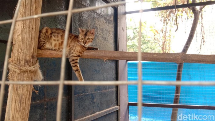 Mini zoo di wisata Tiga Bintang Firdaus Water Park Indramayu