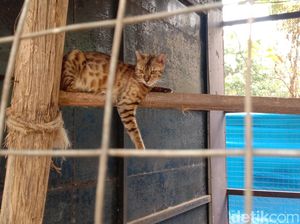 Ada Mini Zoo di Bintang Firdaus Water Park, Intip Koleksi Satwanya!