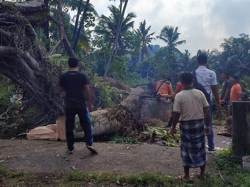 Pohon beringin berusia ratusan tahun di Desa Taro, Tegallalang, Gianyar, Bali, tumbang pada Minggu pagi (5/11/2023).
