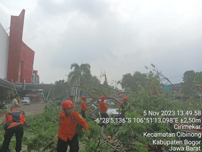 Pohon tumbang di Bogor