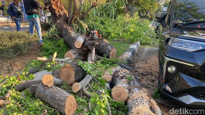 Musim hujan dan angin kencang erat kaitannya dengan peristiwa pohon tumbang. Oleh karena itu, Pemkot Surabaya melalui Dinas Lingkungan Hidup, telah melakukan beberapa upaya untuk mengantisipasi adanya pohon tumbang.